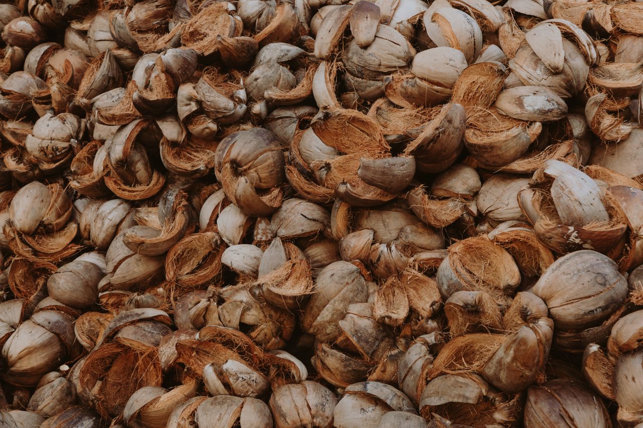Cascas de coco secas empilhadas — matéria-prima dos chips de coco