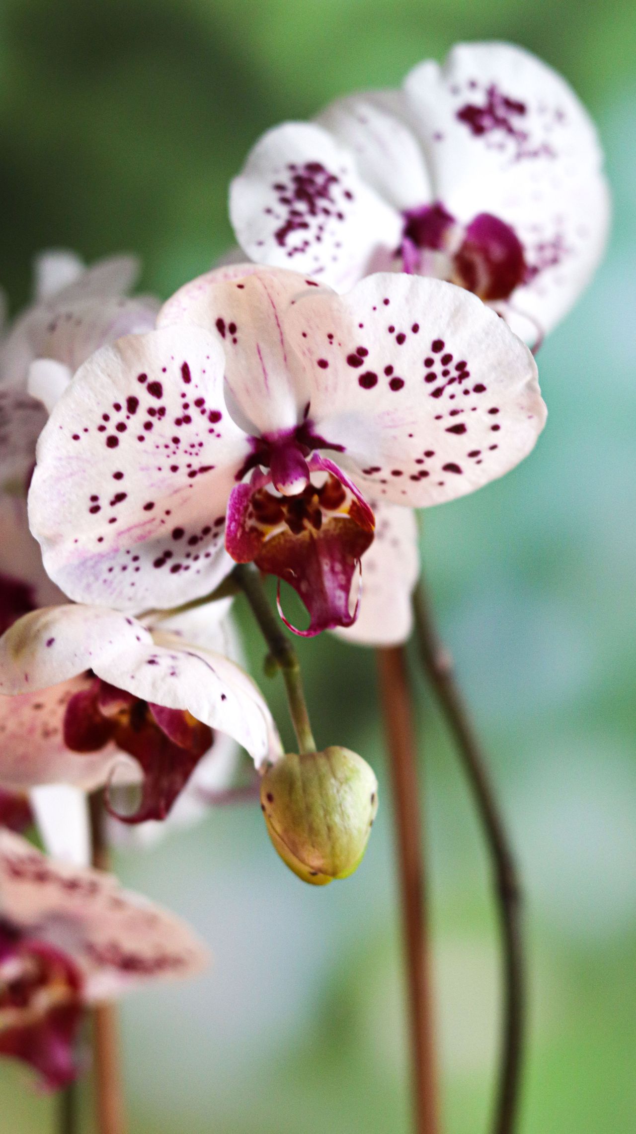 Orquídea branca com manchas em fundo quente
