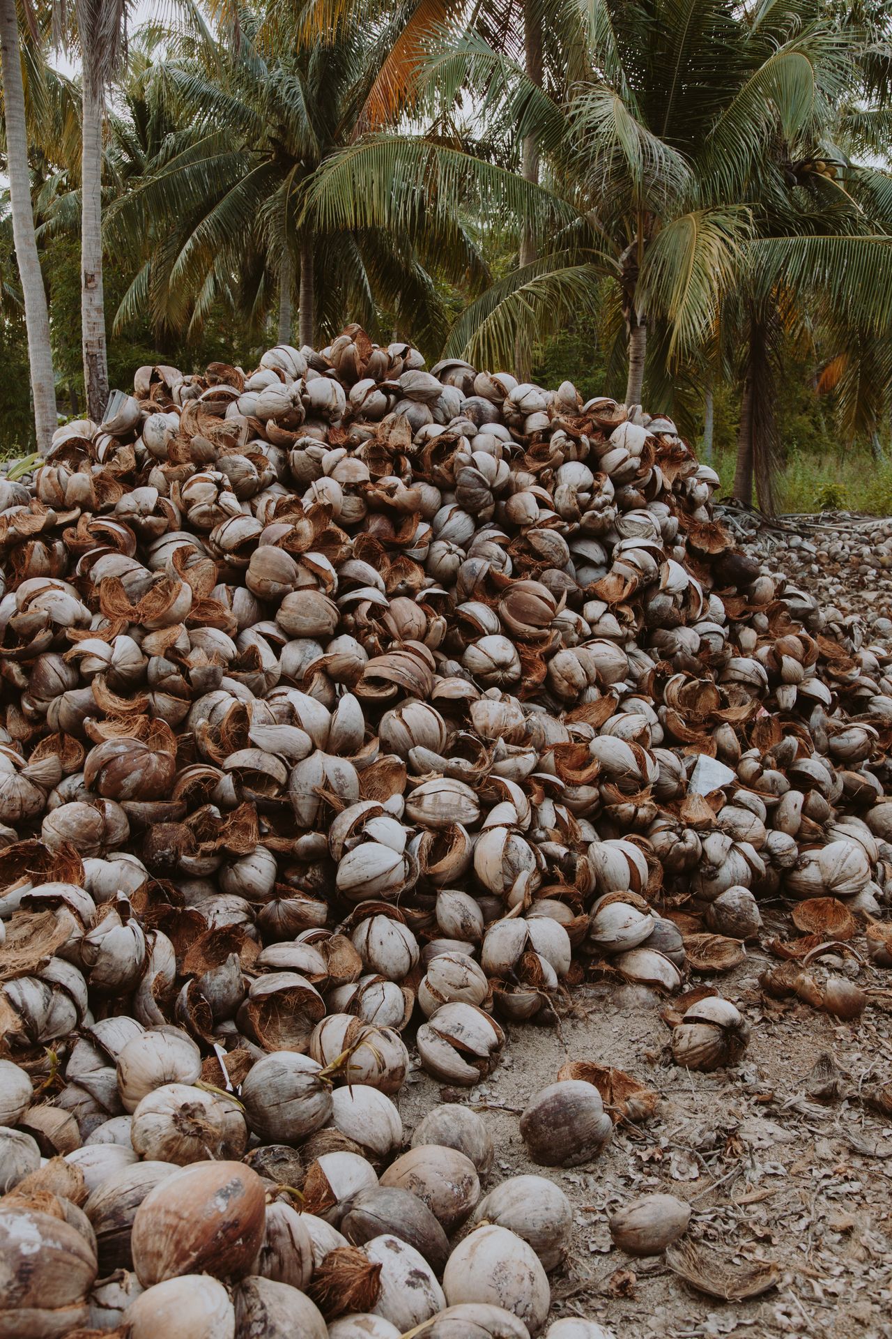 Cascas de coco sob palmeiras em ambiente tropical