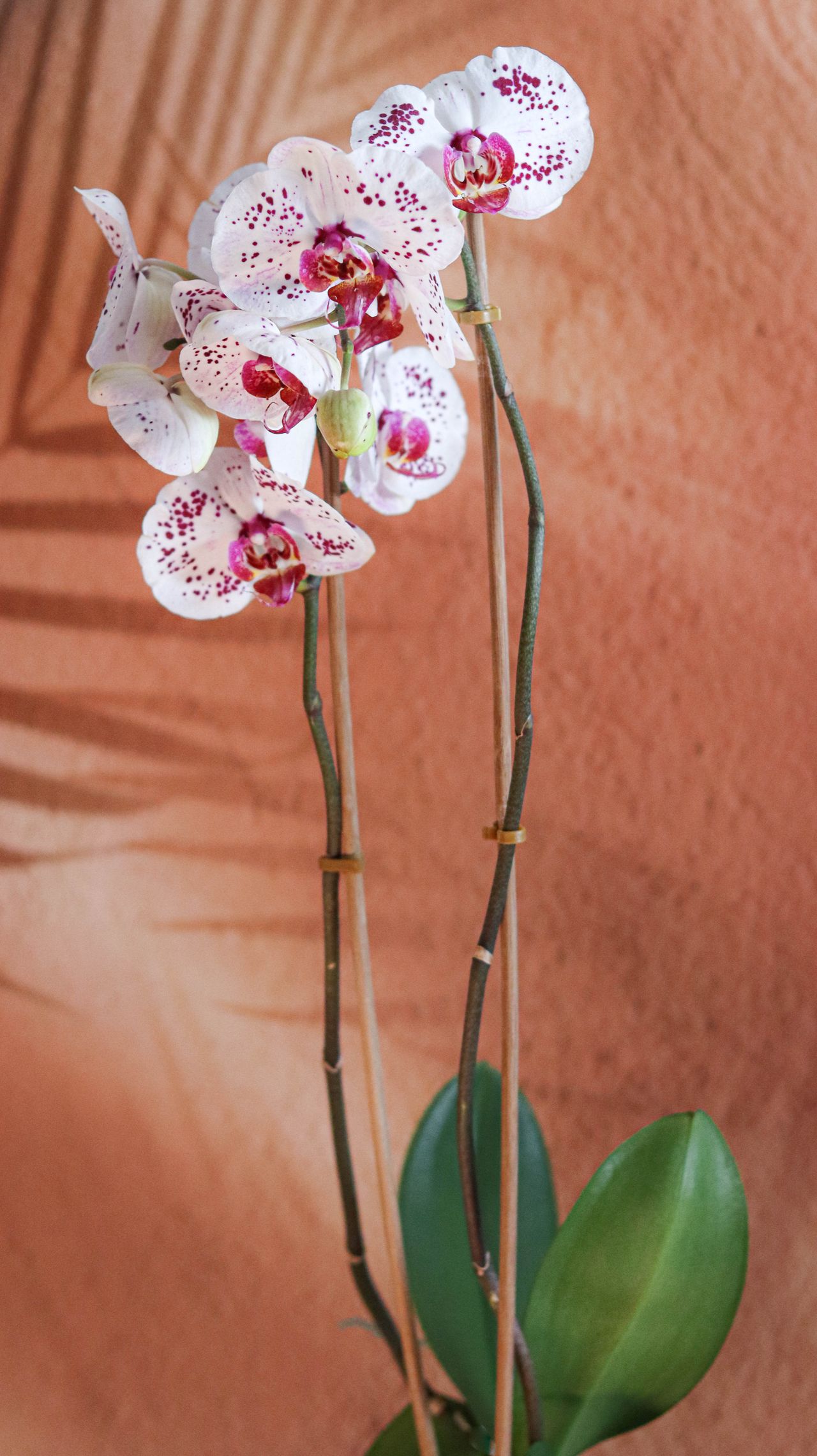 Orquídea de perto com pétalas brancas e moteadas em fundo texturizado